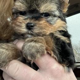 Yorkshire Terrier Puppies from Fall River Yorkies