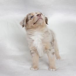Miniature Australian Shepherd Puppies from The Kelley Crew
