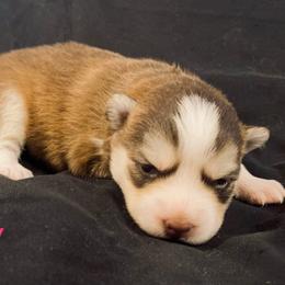 Molly - Red and white female Pomsky puppy in Winston, Oregon from Arctic Tails Spitz