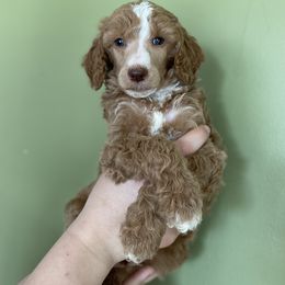 Poodle Puppies from Emerald Pines Standard Poodles