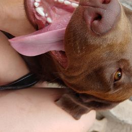 Dozer - Labrador Retriever