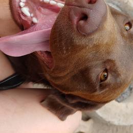 Dozer - Labrador Retriever