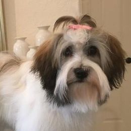 LuLu - Havanese
