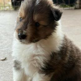 Zion - White and sable male Shetland Sheepdog puppy in Tulsa, Oklahoma from September Morning Shelties