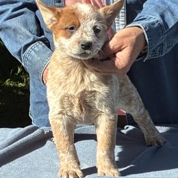 L65-06 - Red mottled male Australian Cattle Dog puppy in Sheridan, Oregon from 6pk Cattledogs