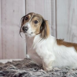 RJ - Dachshund