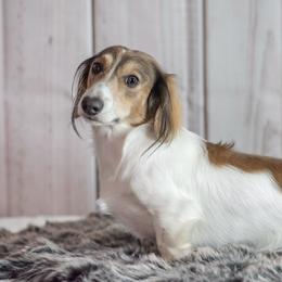 RJ - Dachshund