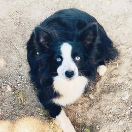 Freya - Toy Australian Shepherd