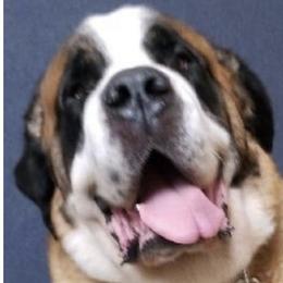 Mollie - Saint Bernard
