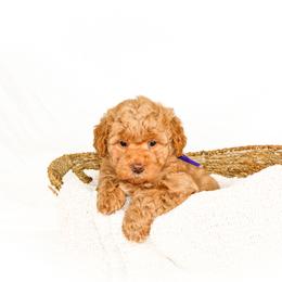 Grape - Red  female Goldendoodle puppy in Cleveland, Georgia from The O.G. Doodles