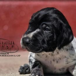 Boy 4 - Black roan male German Shorthaired Pointer puppy in China Township, Michigan from Snell's Superior Kennel Dobermann & GSP