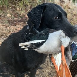 Labrador Retrievers from Southern River Retrievers