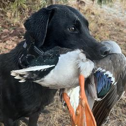 Labrador Retrievers from Southern River Retrievers