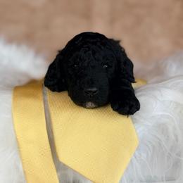 Caspian - Black male Poodle puppy in Detroit Lakes, Minnesota from Pickerel Pups
