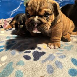 Bulldog Puppies from EMR’s Bulldogs