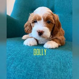 Dolly - Red  female Goldendoodle puppy in Glendale, Arizona from Follow Your Bliss Doodles