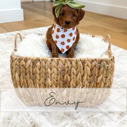 Envy - Red  female Goldendoodle puppy in Bell Buckle, Tennessee from Precious Puptown Doodles