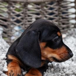 Piplup - Black and tan female Dachshund puppy in Tampa, Florida from EntityDachs