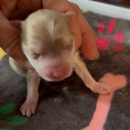 Bacardi - Merle male Pomsky puppy in Spring Hill, Florida from PDQ Pomskies