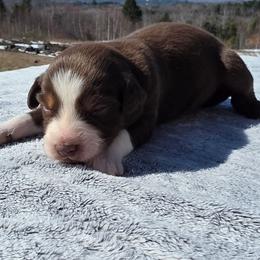Boy 3 - Red tri-color male Australian Shepherd puppy in Solon, Maine from Mountain Range Australian Shepherds