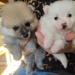 Pomeranian Puppies from KB Pom Pups
