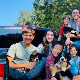 Bernese Mountain Dogs from Rooted Branch Farm