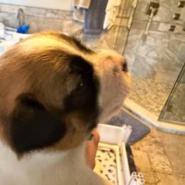 Banner - Tri-color male Jack Russell Terrier puppy in Berthoud, Colorado from Shelby Burleson's Golden Retrievers and Jack Russell Terriers