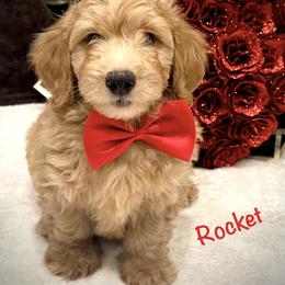 Bernedoodle, Goldendoodle, and Poodle Puppies from Kingdom Kennels