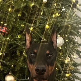 Doberman Pinscher All Grown Up from Vom Baecher Doberman