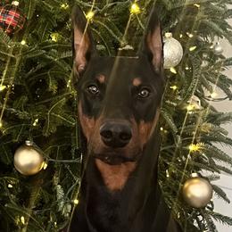 Doberman Pinscher All Grown Up from Vom Baecher Doberman