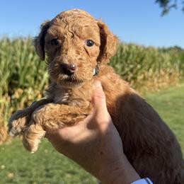 Rocky - Fawn and white male Sheepadoodle puppy in Lancaster, Pennsylvania from Bitler Family Puppies