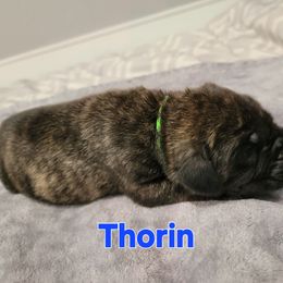 Boy 7 - Brindle male Mastiff puppy in Conroe, Texas from Southern Star English Mastiffs