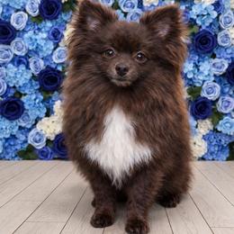 Cinnamon - Pomeranian