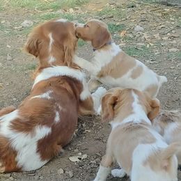 Brittany Puppies from Buster Pointe Brittanys