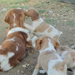 Brittany Puppies from Buster Pointe Brittanys