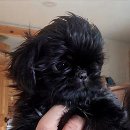 Dobie Boy 1 - Black and tan male Shih Tzu puppy in Surry, Maine from McKayla Hairston