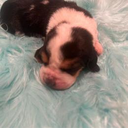 First Little Boy - Black brown and white male Basset Hound puppy in Hurtsboro, Alabama from PARK’s Family Farm