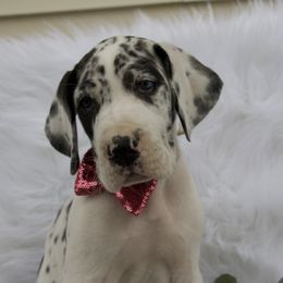 Great Dane Puppies from Cook’s Gentle Giants