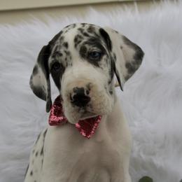 Great Dane Puppies from Cook’s Gentle Giants
