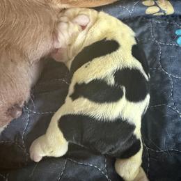 Boy 1 - Black tri-color male Bulldog puppy in Aiken, South Carolina from Hayzlett Family English Bulldogs
