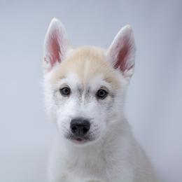 Cody - Fully Health Tested Parents - Gray and white male Siberian Husky puppy in Los Angeles, California from Limitless Huskies