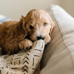 Goldendoodle Puppies from Bountiful Doodles