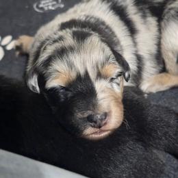 ANGEL Blue merle (Natural Bobbed tail) - Blue merle female Australian Shepherd puppy in Rainsville, Alabama from Chaparro Farm