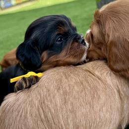 Glacier -Male - Black and tan male Cavalier King Charles Spaniel puppy in El Campo, Texas from Longhorn Cavaliers