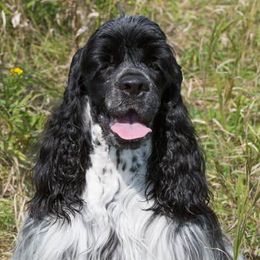 English Cocker Spaniels from Ceilidh's Cocker Spaniels