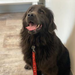 Ceyla - Gray female Newfoundland puppy in Shepherd, Montana from Crystal Waters Newfoundlands