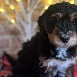 Bernedoodles from Molly’s Minnies - Mini Bernedoodles