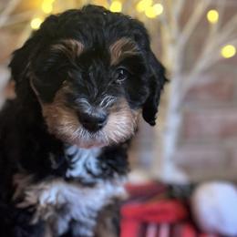 Bernedoodles from Molly’s Minnies - Mini Bernedoodles