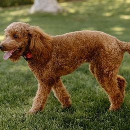 Goldendoodle All Grown Up from Hello Goldendoodle