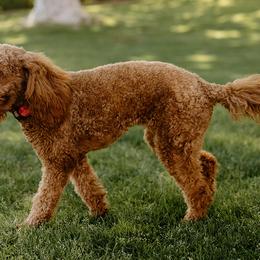 Goldendoodle All Grown Up from Hello Goldendoodle